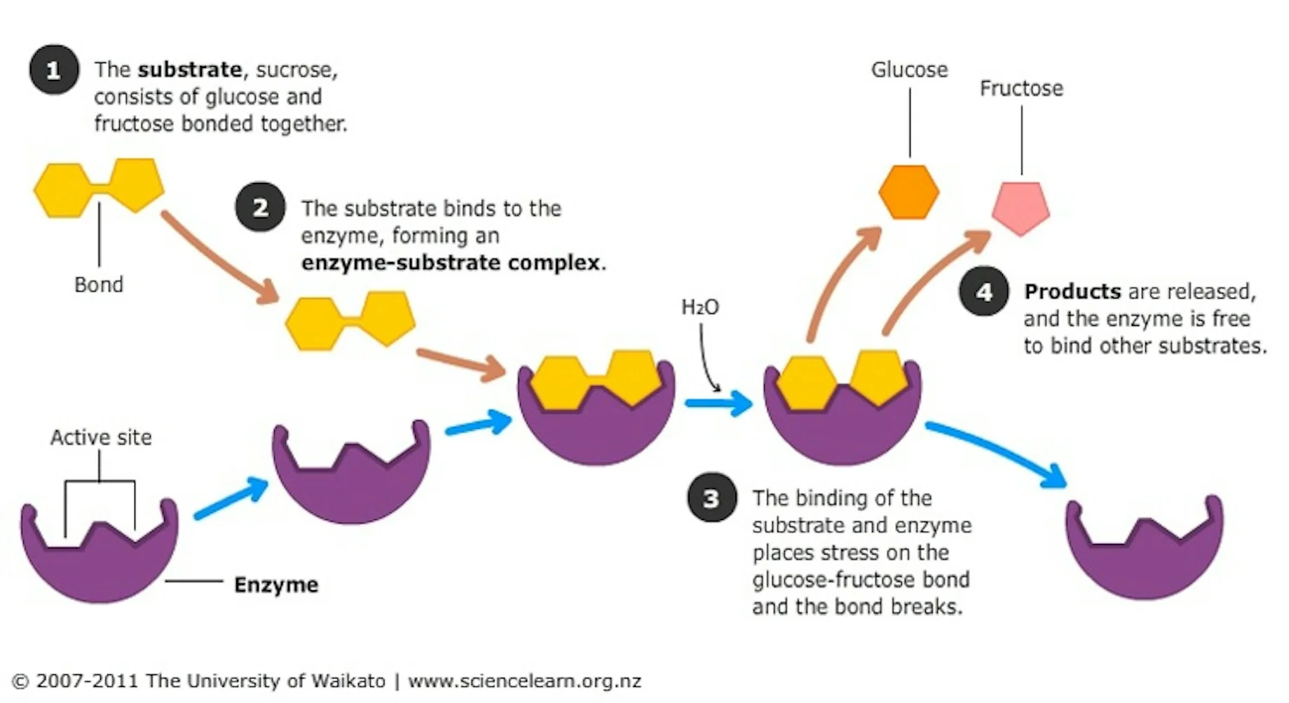 Fig 3 - Action of sucrase on sucrose (source: Science Learning Hub)