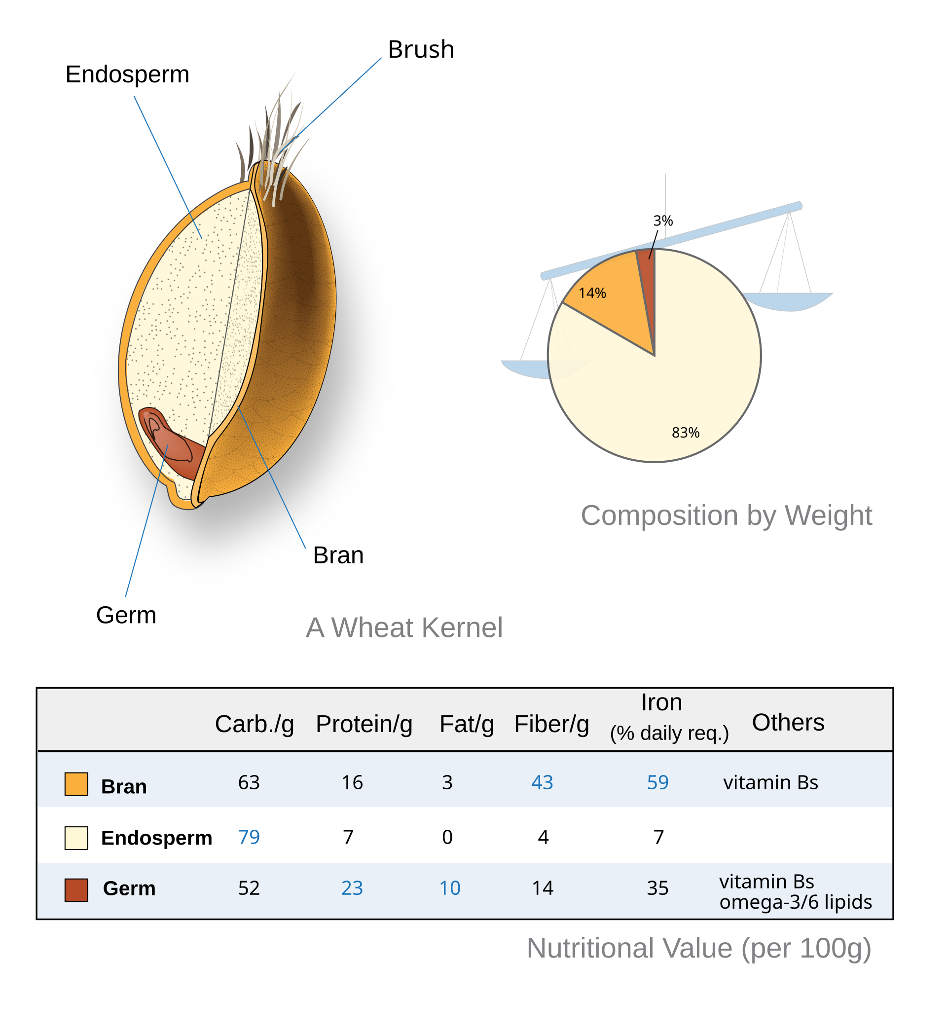 Fig 5 - Nutritional composition of a wheat kernel. Adapted from Wheat-kernel nutrition.svg, by User:ReynoldWong, CC BY-SA 4.0, via Wikimedia Commons. Original image link.
